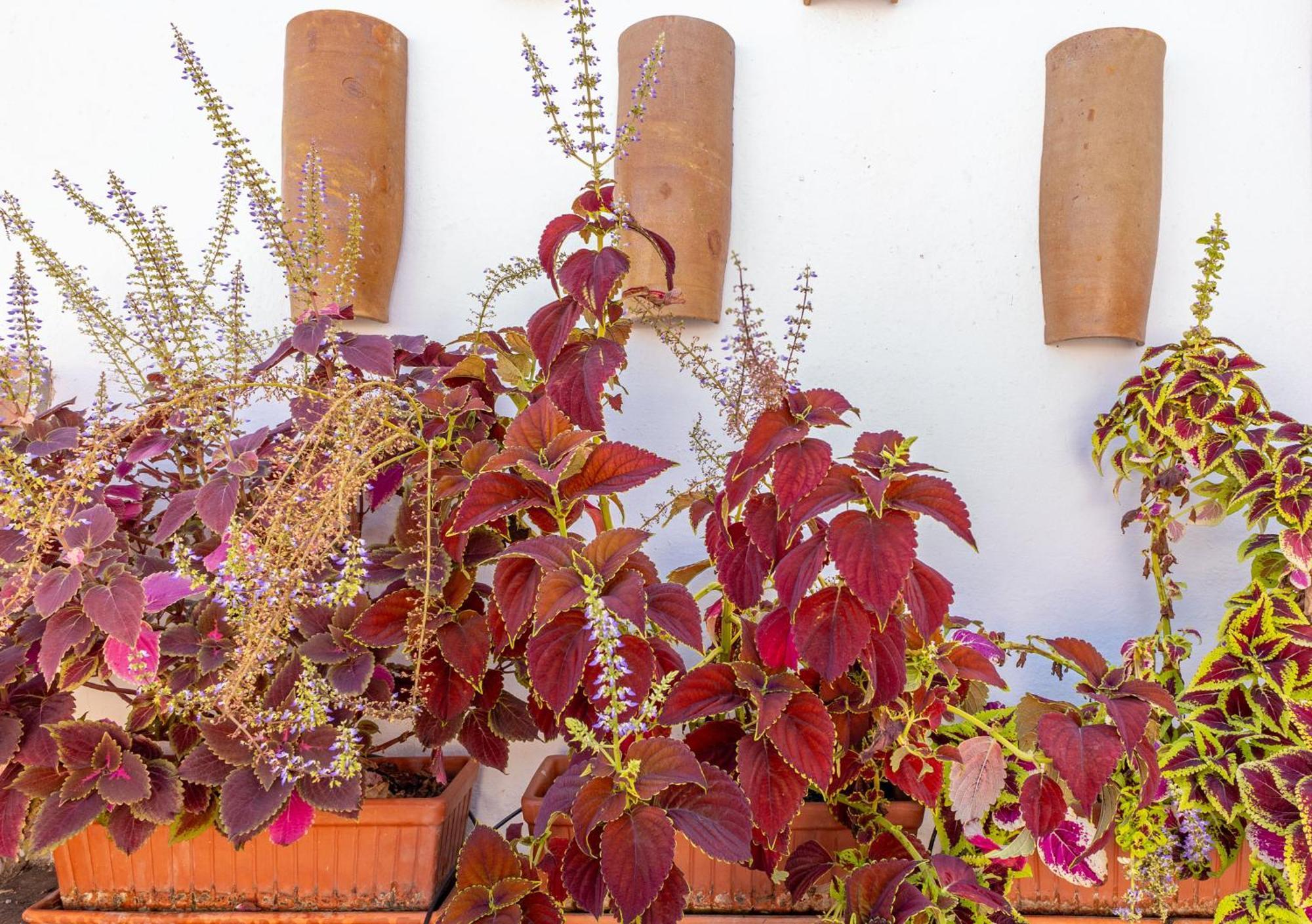 Appartamento Ohliving Maestranza Siviglia Esterno foto